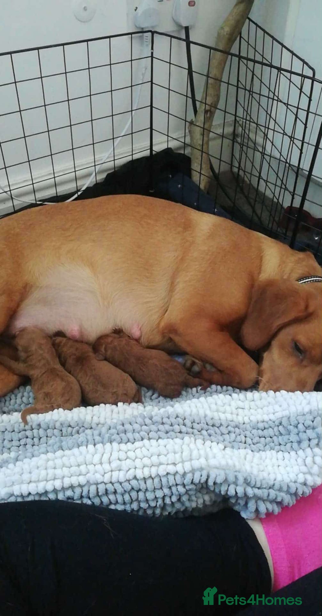 Labradoodle dogs for sale: F1 Miniature Fox Red Labradoodles  - Advert 5