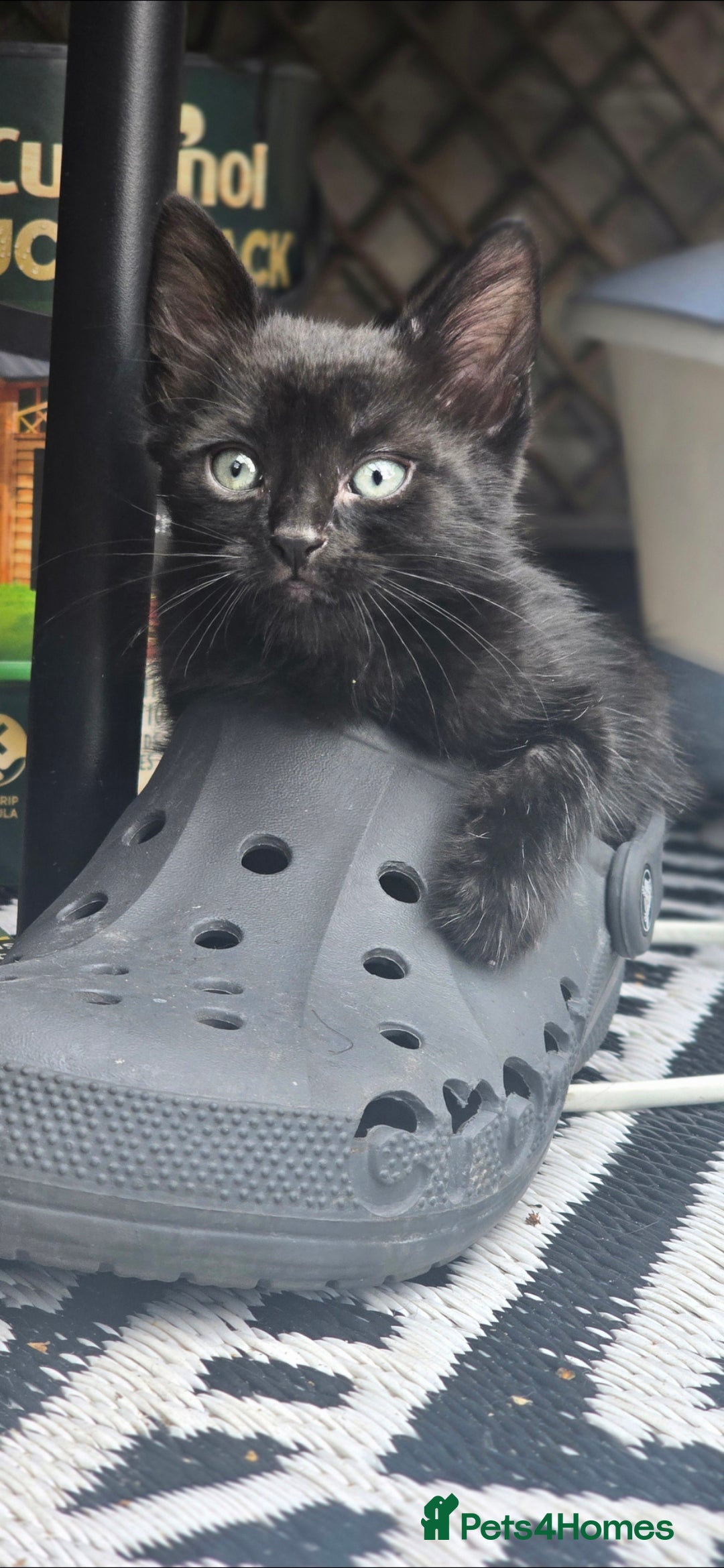 British Shorthair cats for sale: ***150***ONO Beautiful kittens need a new home. - Image 14
