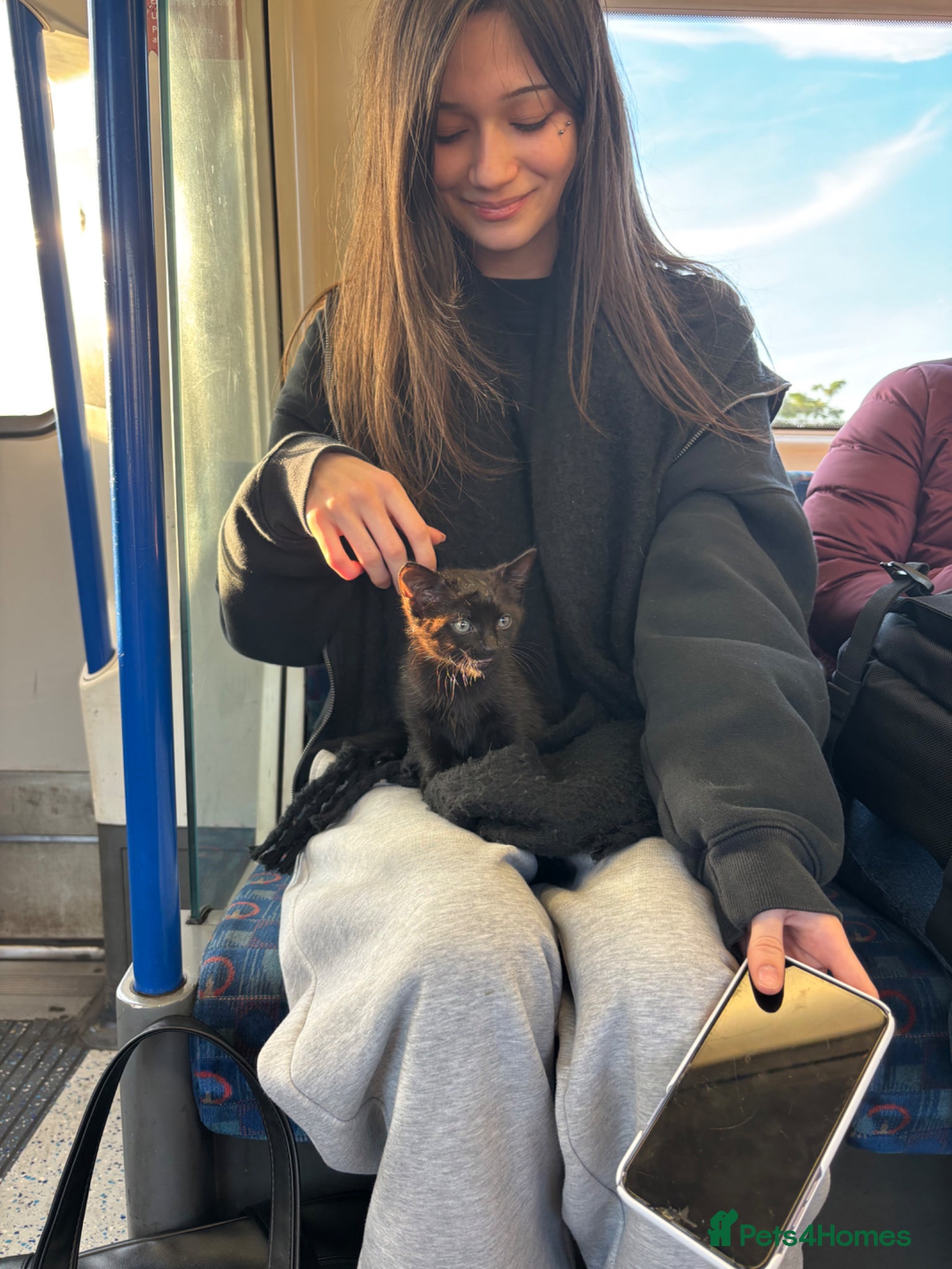 Mixed Breed cats Little kitten needs forever home.  - Advert 1