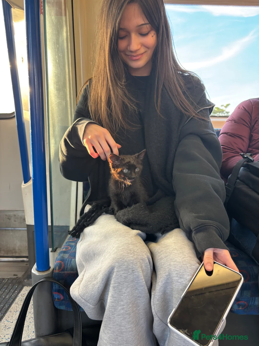 Mixed Breed cats for sale: Little kitten needs forever home.  in Edgware - Advert 1