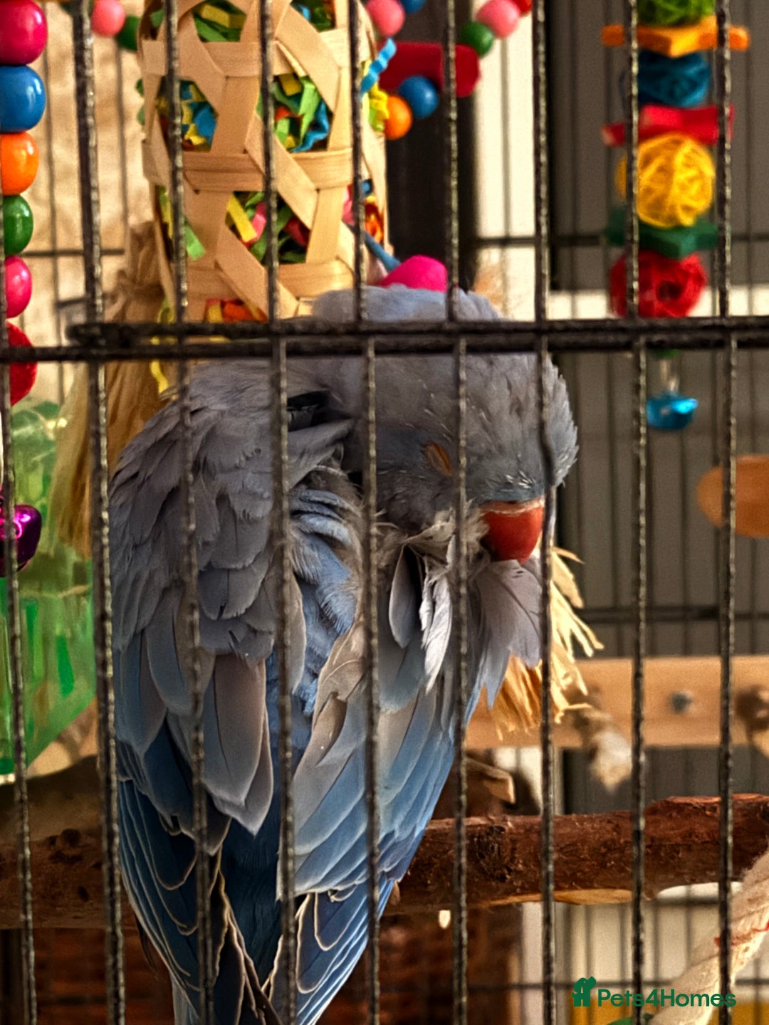 Ringnecks birds for sale: Blue Indian Ringneck - Bluey  - Image 5