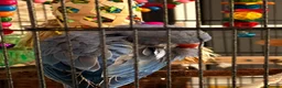 Ringnecks birds for sale: Blue Indian Ringneck - Bluey  - Advert 5