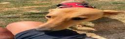 Mixed Breed dogs for adoption: Twinkle ⭐️  in Worcester - Advert 2