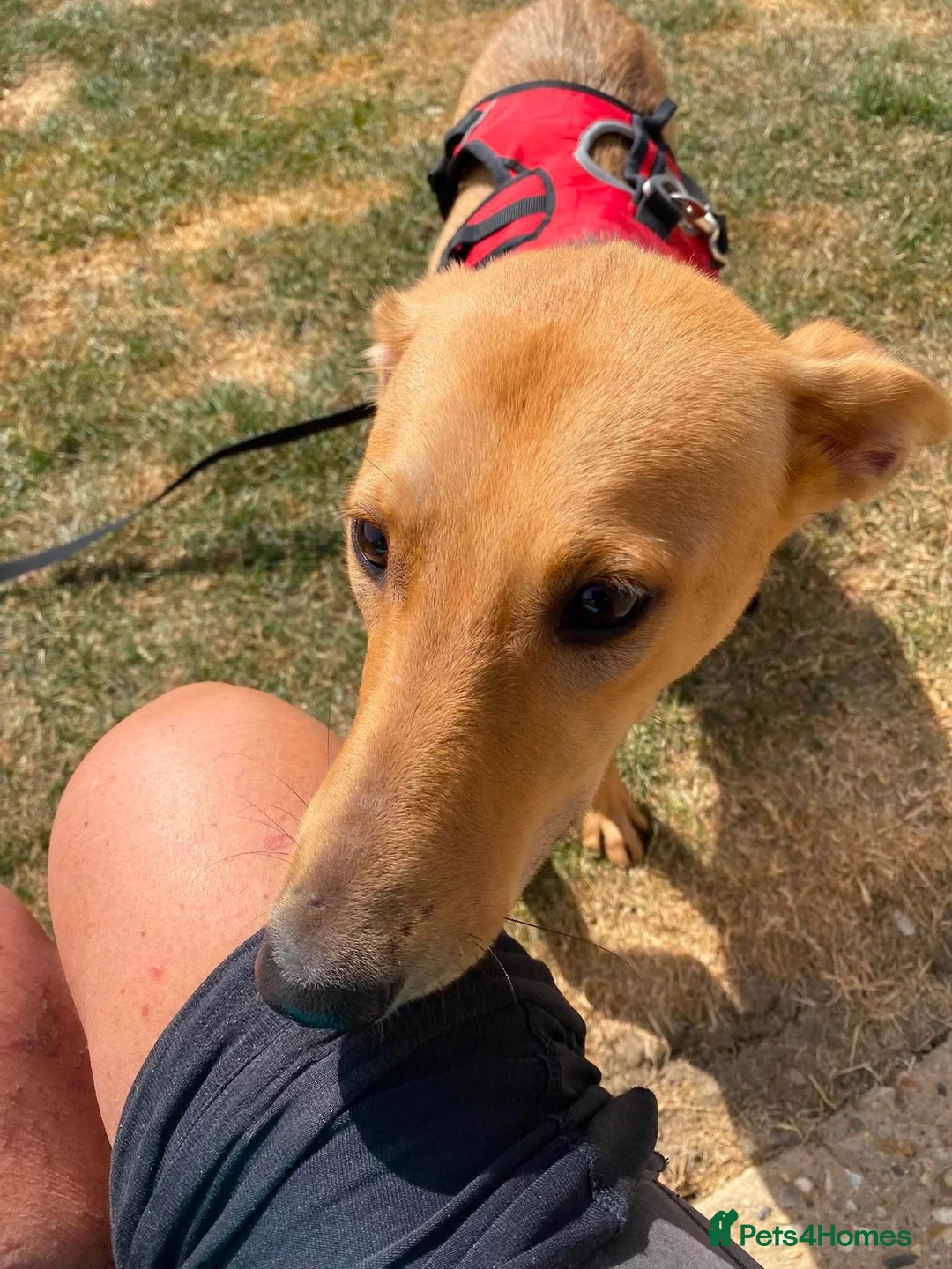 Mixed Breed dogs for adoption: Twinkle ⭐️  in Worcester - Advert 2