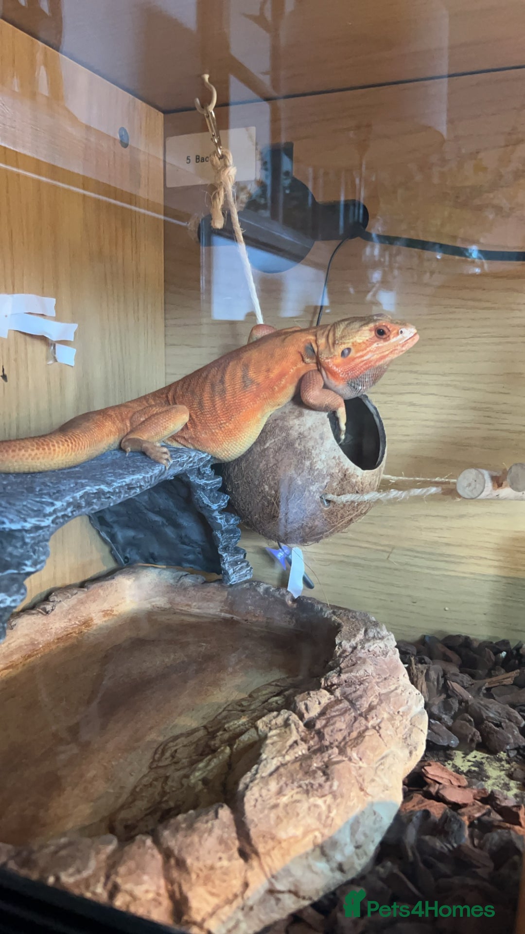 Bearded Dragon reptiles for sale: Bearded Dragon for sale - Image 5