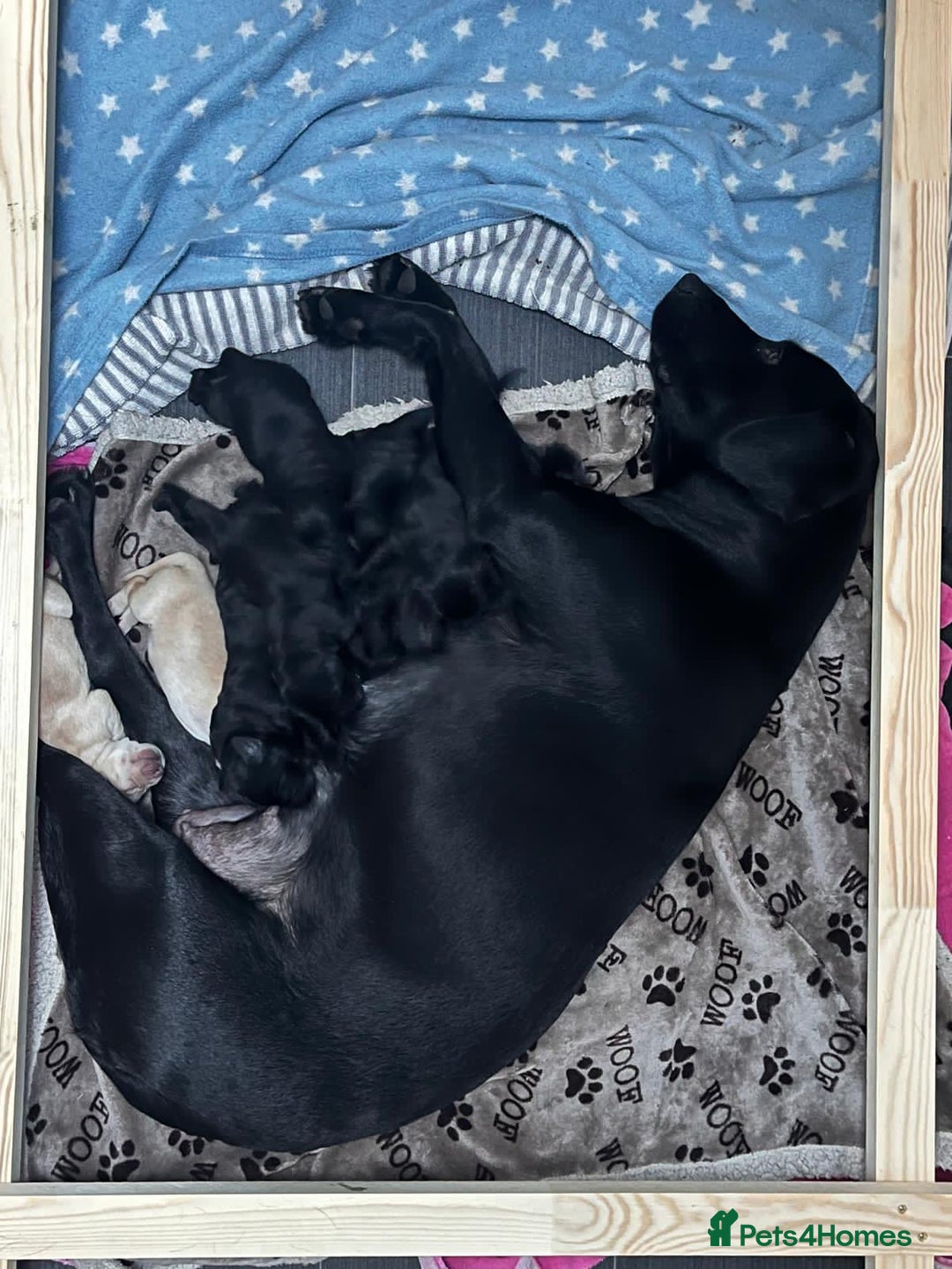 Mixed Breed dogs for sale: Adorable Sheeprador Pups Ready for Forever Homes! - Advert 12