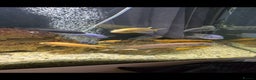 Cichlids fish for sale: Mixed large malawi cichlids - Advert 2
