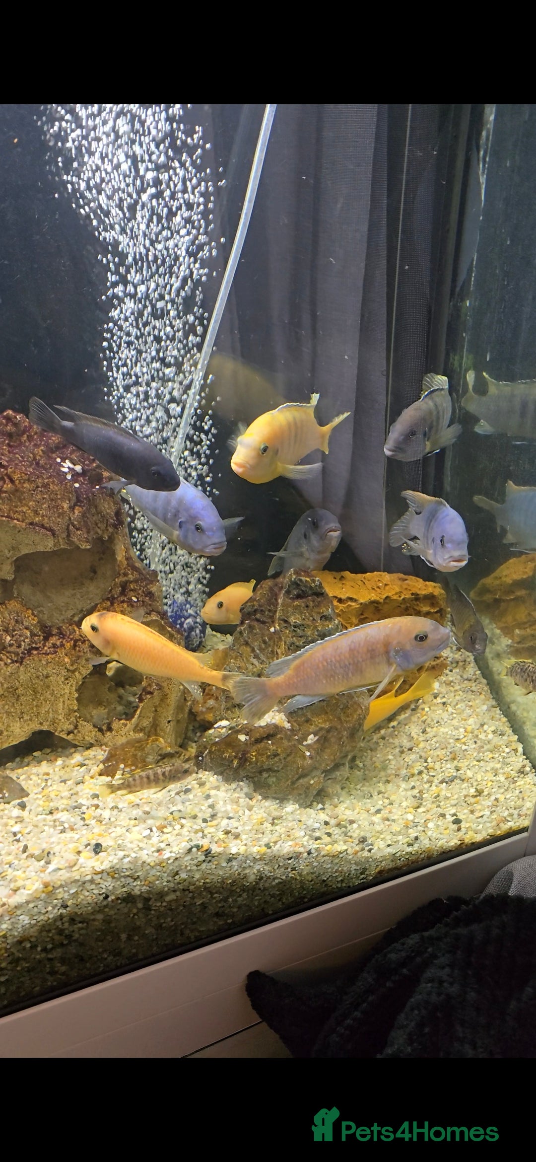 Cichlids fish for sale: Mixed large malawi cichlids - Advert 2