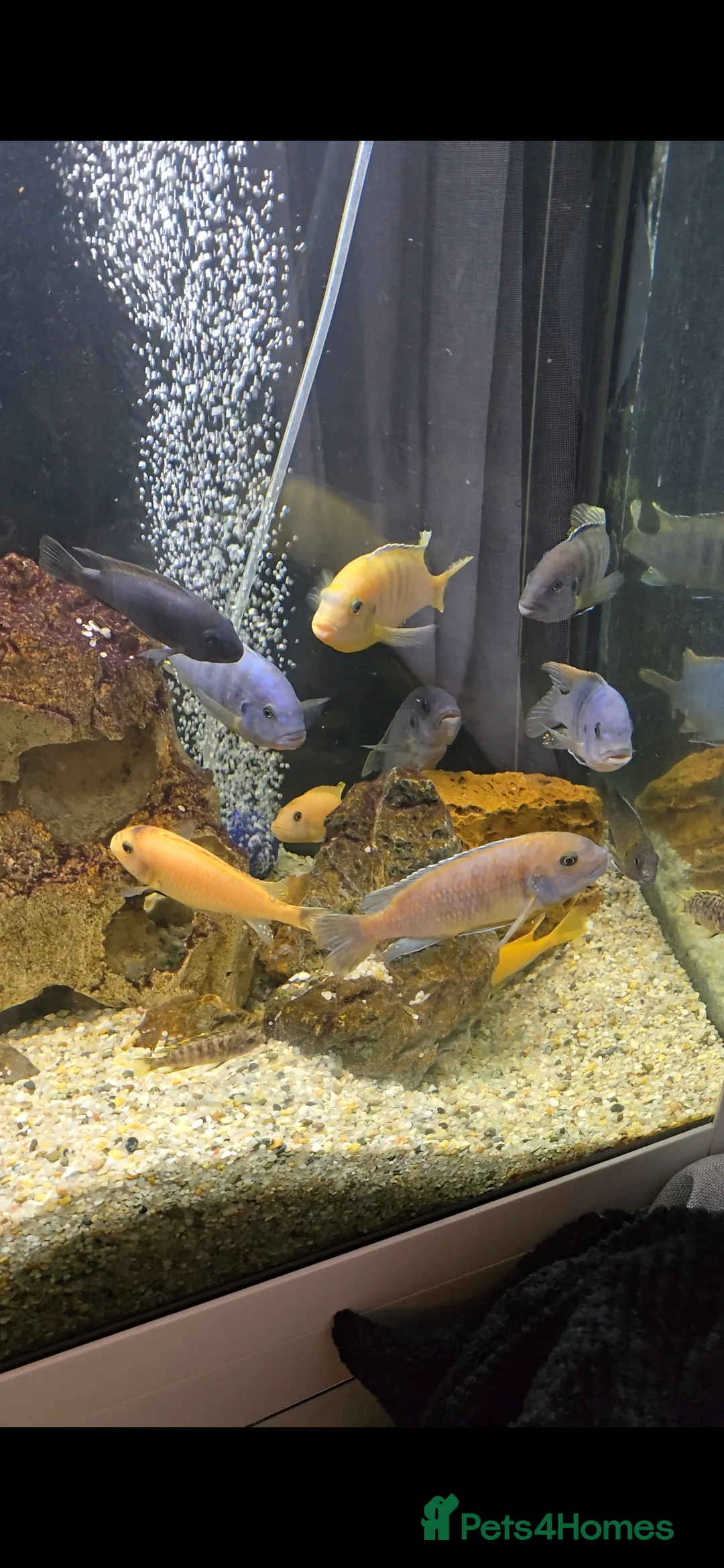 Cichlids fish for sale: Mixed large malawi cichlids - Advert 2