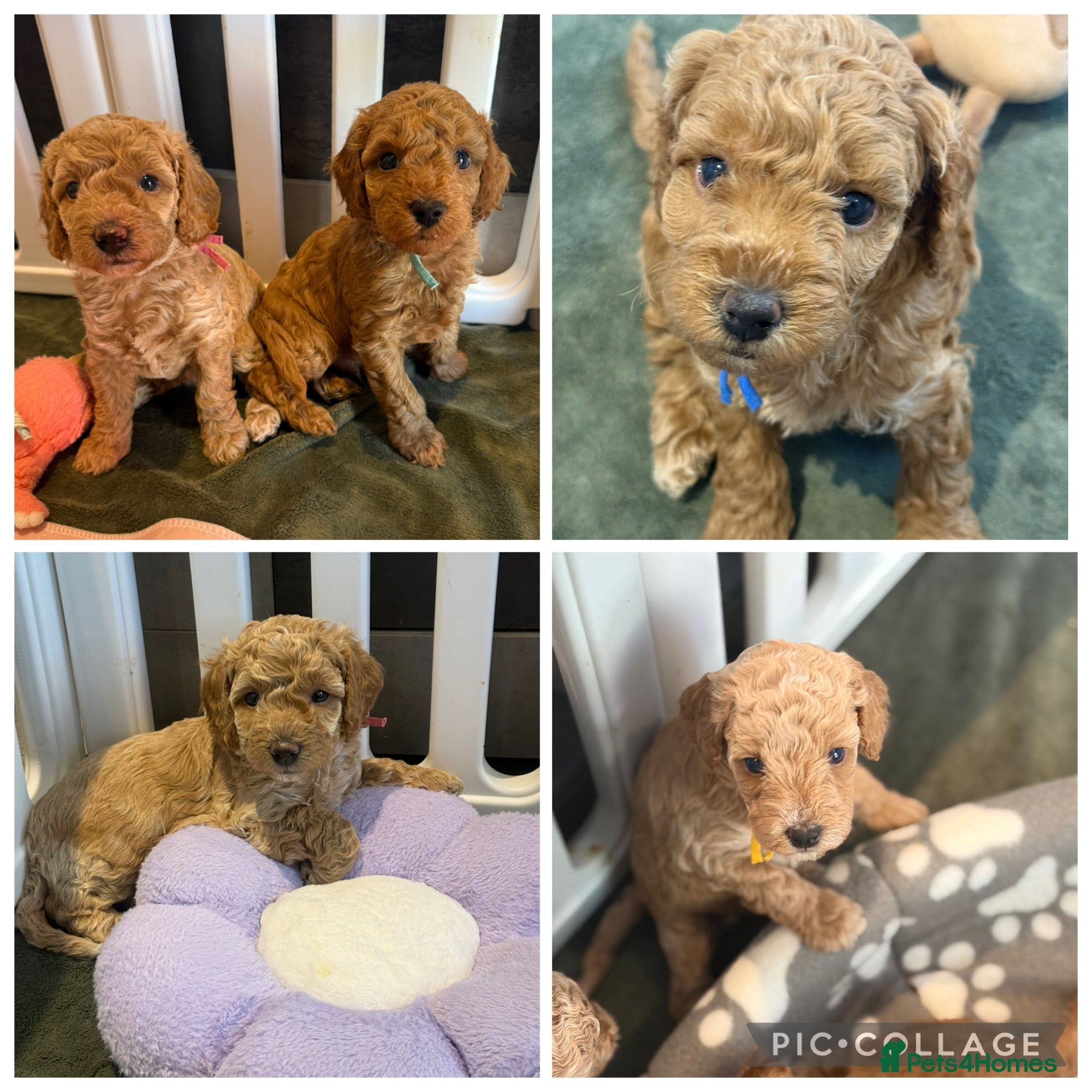 Cavapoo dogs 5 Beautiful f1B Cavapoo puppies 2 male 3 female  - Advert 10