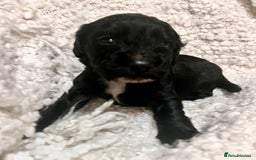 Cocker Spaniel dogs for sale: Fully health tested KC reg working Cocker Spaniels - Image 22