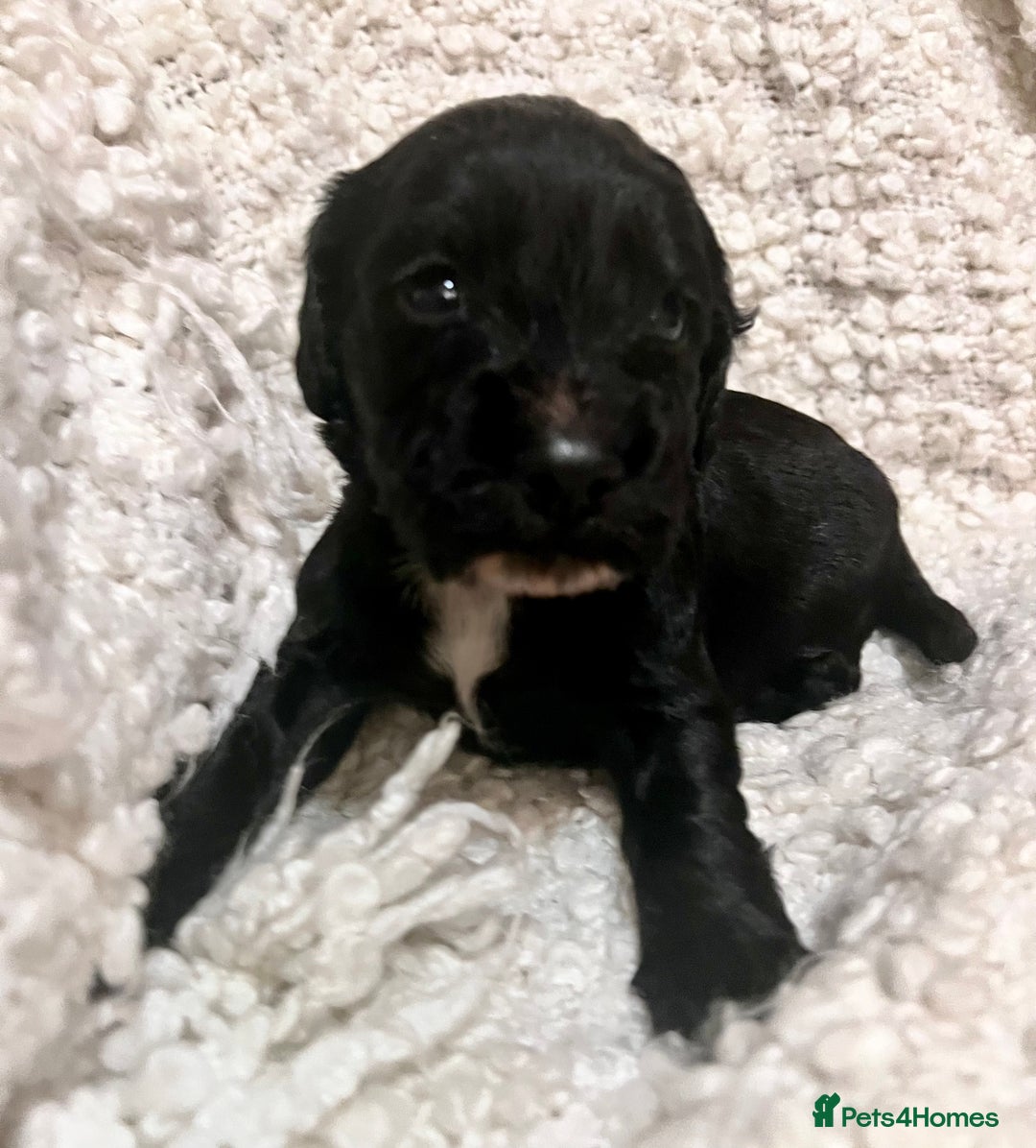 Cocker Spaniel dogs for sale: Fully health tested KC reg working Cocker Spaniels - Image 22