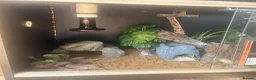 Leopard Gecko reptiles for sale: Leopard gecko - Advert 3