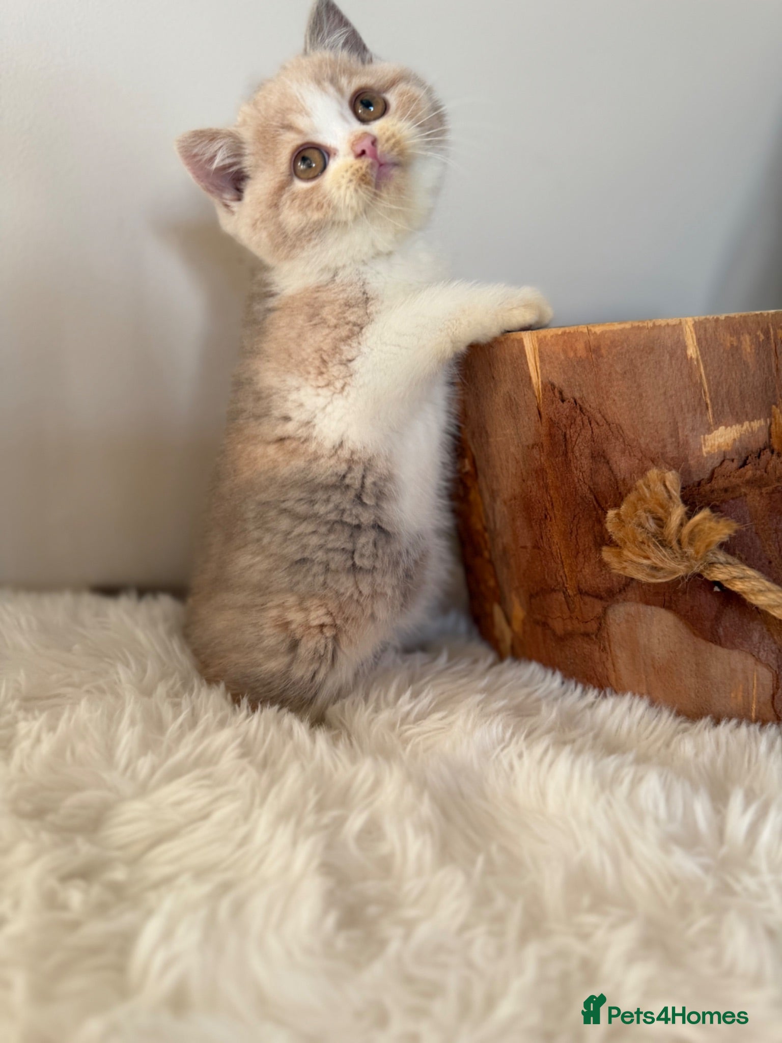 British Shorthair cats READY NOW or soon - Full Pedigree Registered BSH  - Advert 11