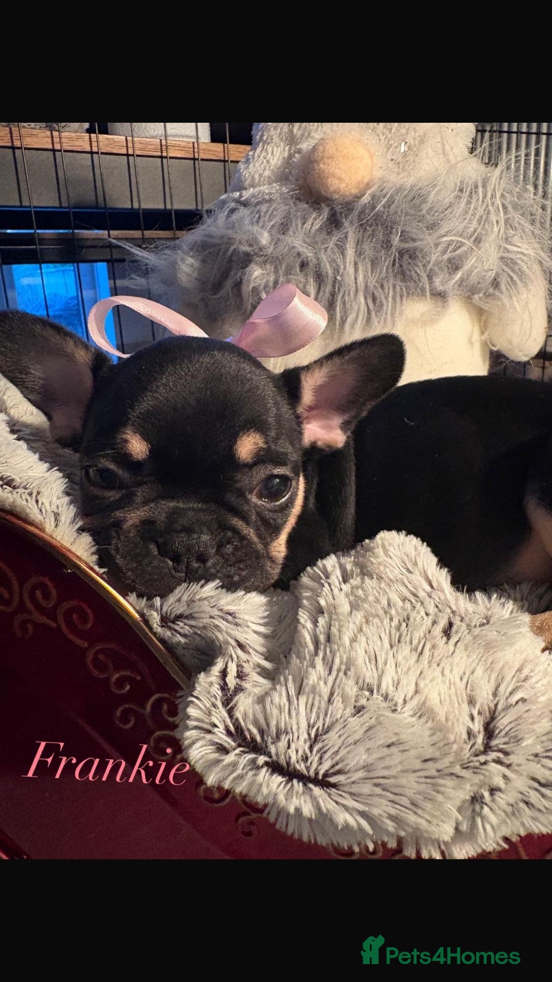 French Bulldog dogs for sale: Super Special KC Registered French Bulldog Puppies - Advert 4