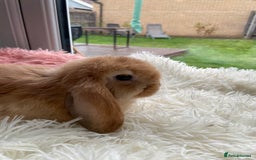 Mini Lop rabbits for sale: Rabbit girl mini lop - Image 7