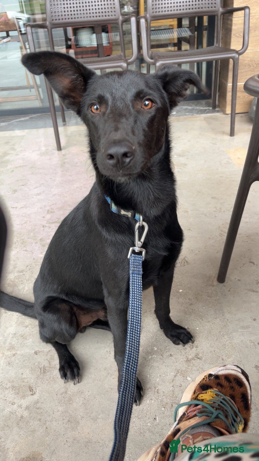 Mixed Breed dogs for sale: Moroccan Puppy  - Image 5