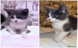 Mixed Breed cats for sale: Mixed breed long haired kittens - Image 4