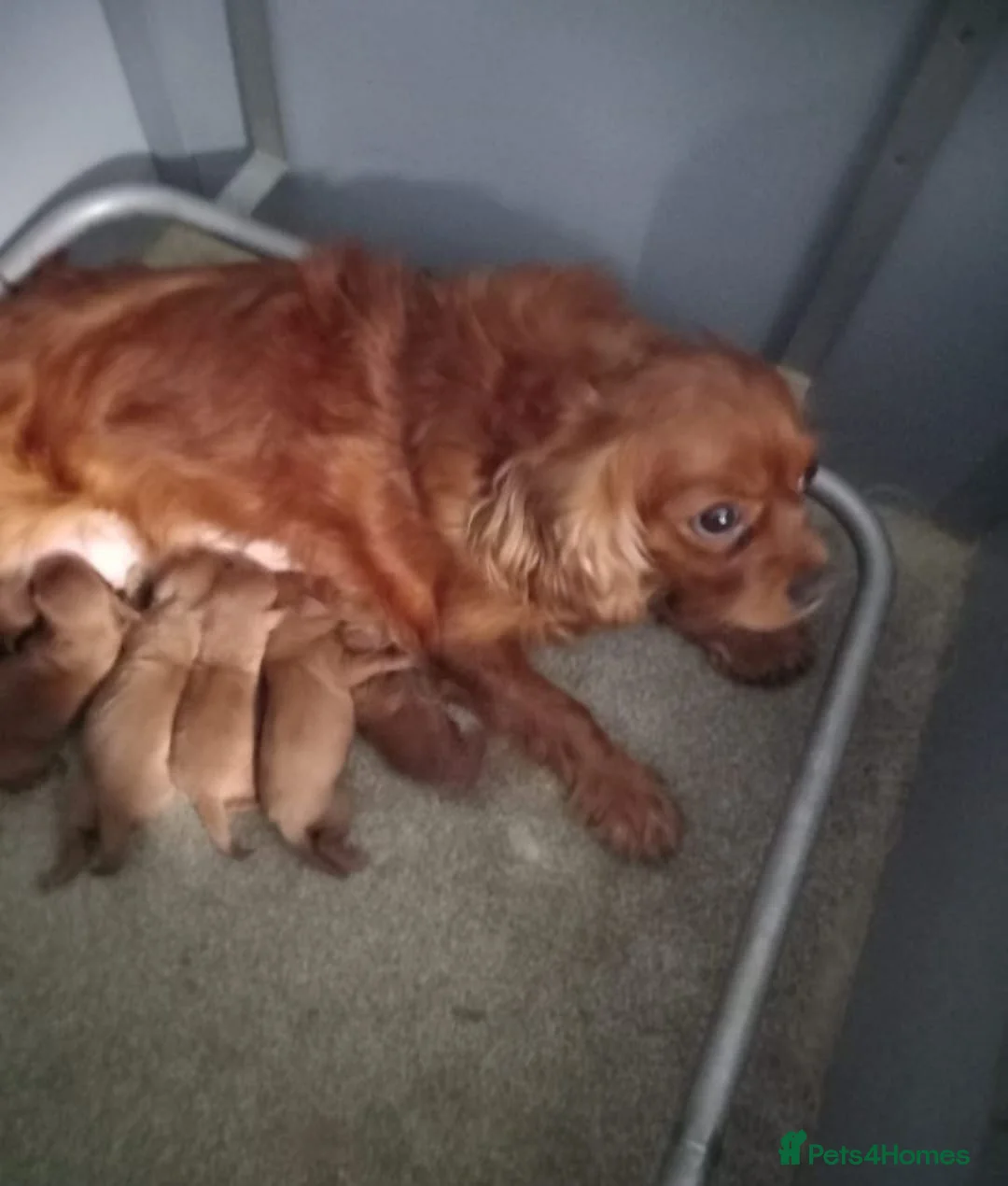 Cavapoo dogs for sale: DARK RED CAVAPOO PUPPIES HEALTH TESTED  in Manchester - Advert 3