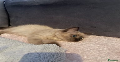 Ragdoll cats - Advert 9