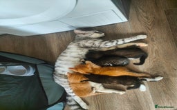 Mixed Breed cats for sale: MaineCoon Mixed Kittens For Sale  - Image 2
