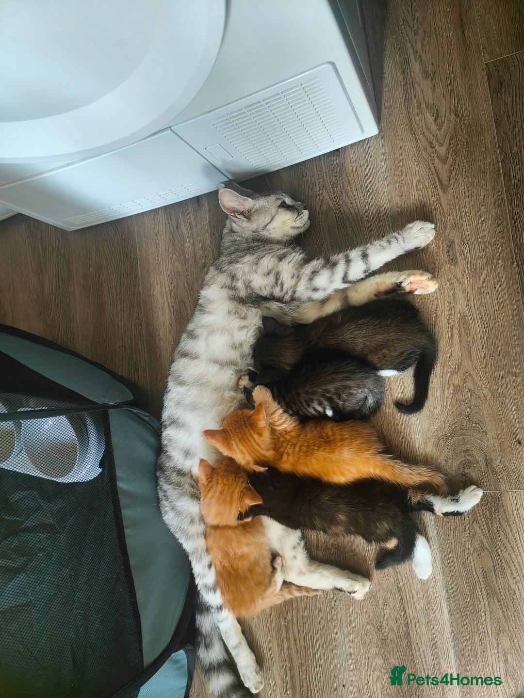 Mixed Breed cats for sale: MaineCoon Mixed Kittens For Sale  - Image 2