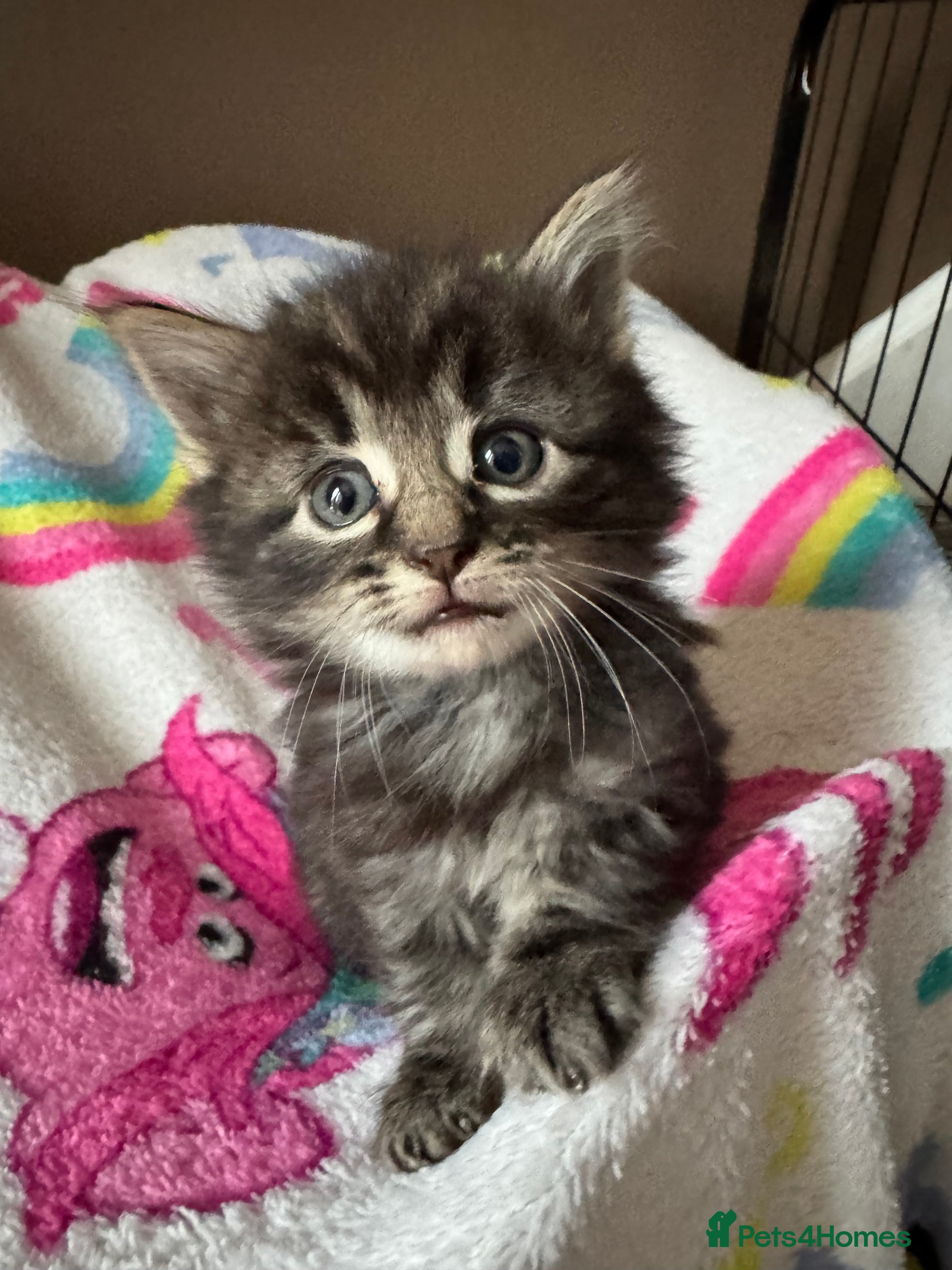 Mixed Breed cats 9 beautiful fluffy kittens - Advert 13