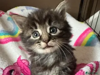 Mixed Breed cats 9 beautiful fluffy kittens - Advert 13