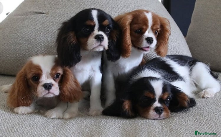 Cavalier King Charles Spaniel dogs - Advert 14