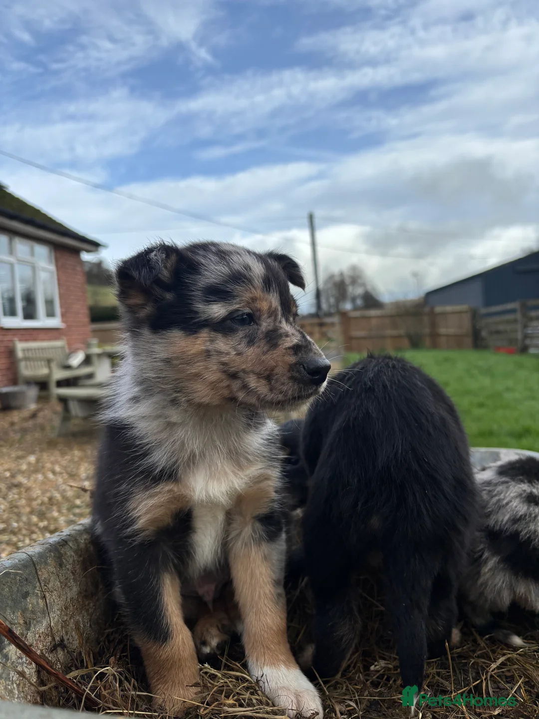 Mixed Breed dogs for sale: Puppies, Australian kelpie cross blue Merle  - Advert 28