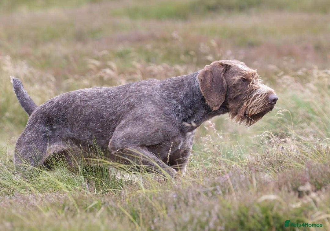 German Wirehaired Pointer dogs for sale: Gorgeous GWP Puppies  - Advert 2