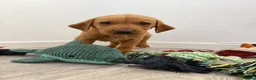 Labrador Retriever dogs for sale: Labrador puppies from a loving family home. - Advert 18