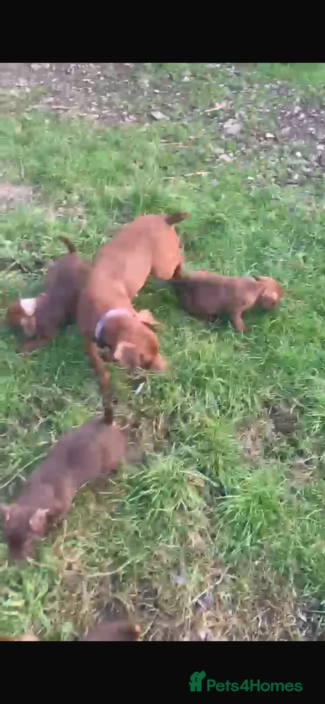 Patterdale Terrier dogs for sale: Red Patterdale Terriers  - Advert 1