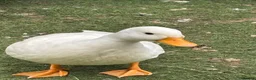 Ducks poultry for sale: Call Duck Drakes hand raised  - Advert 1