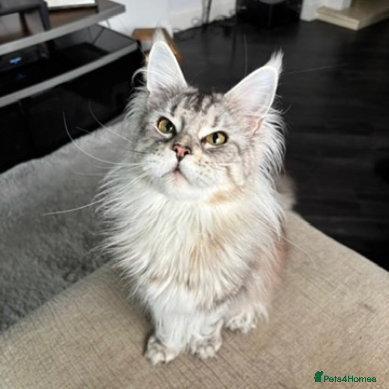 Maine Coon cats 1 Year Old Stunning Active Maine Coon Girl 🩷 - Advert 2