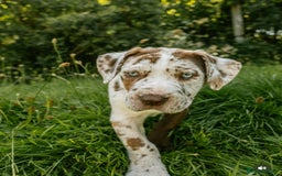 Mastiff dogs for sale: Mastiff pups  - Image 6