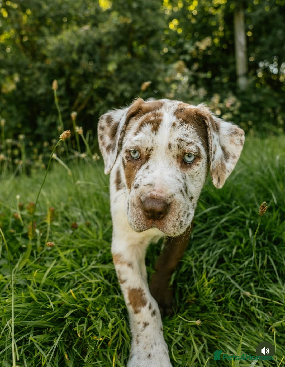 Mastiff dogs for sale: Mastiff pups  - Image 6