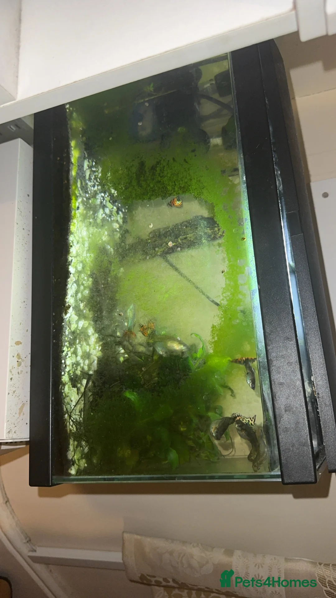 Bettas fish for sale: Two fish tanks  - Advert 2