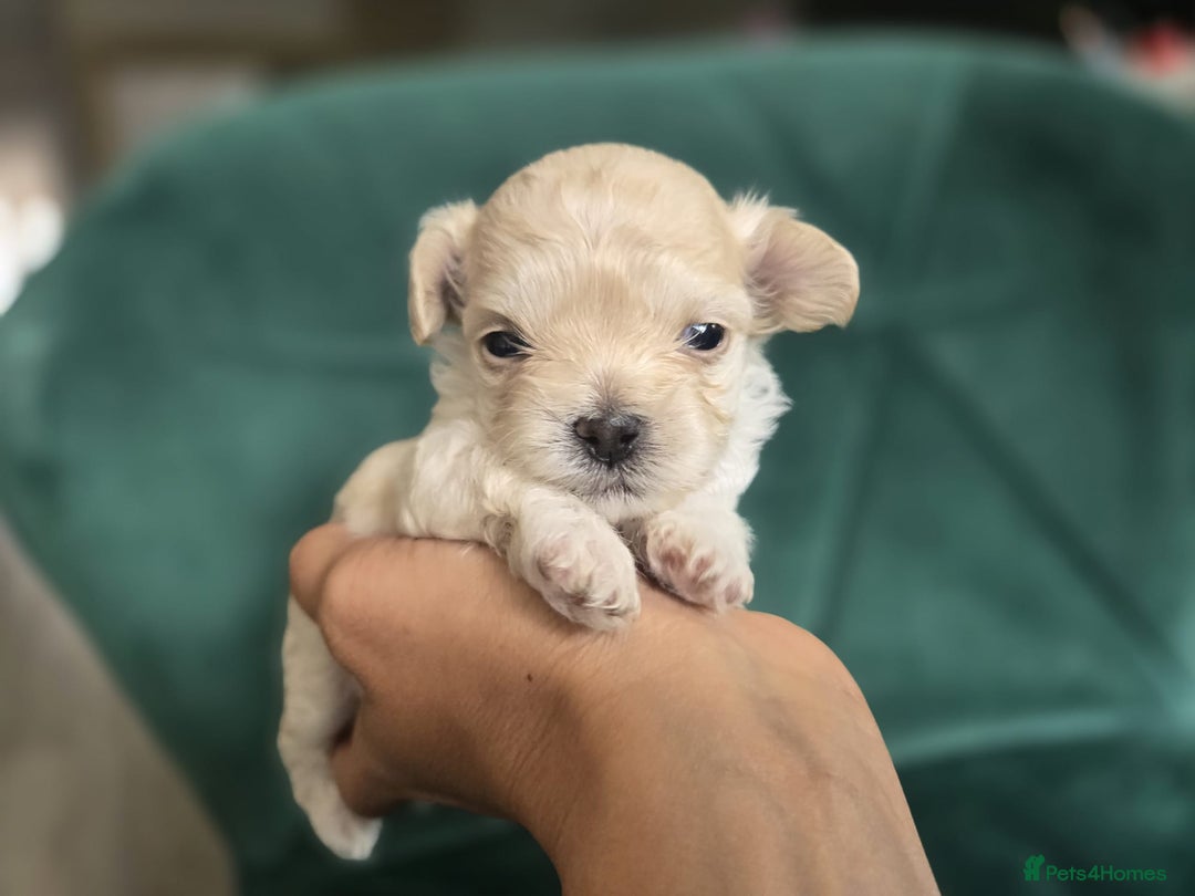 Maltipoo dogs for sale: 🐾 🐾3 Beautiful Maltipoo Girls Available! 🐾 - Image 7