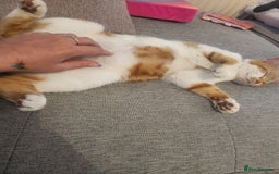 British Shorthair cats for sale: Beautiful ginger and white female cat - Image 3