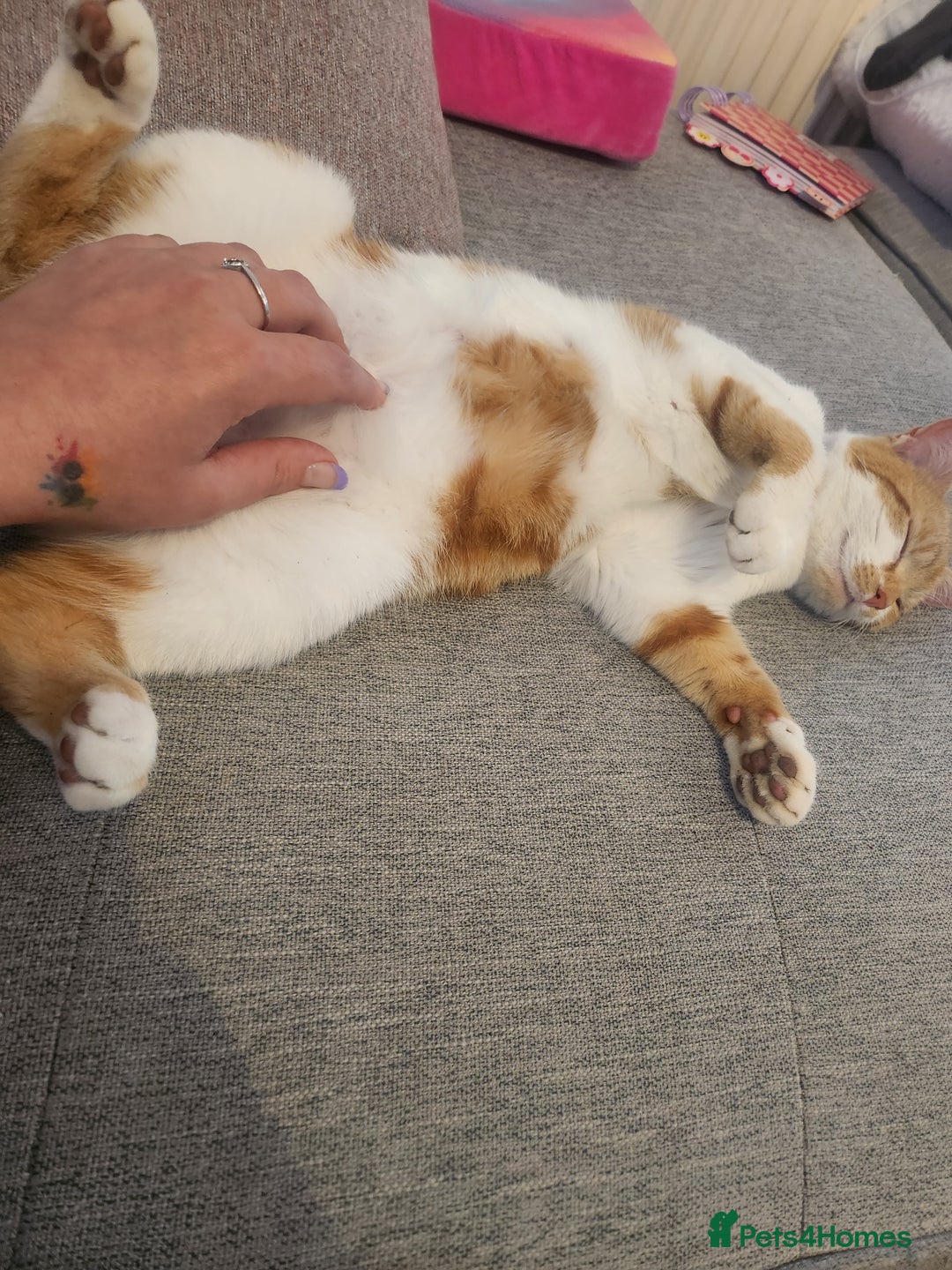 British Shorthair cats for sale: Beautiful ginger and white female cat - Image 3