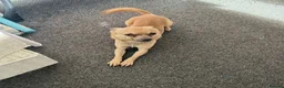 Chihuahua dogs for sale: 🐾 LOVING FOREVER HOME WANTED FOR SOBY 🐾 in Coventry - Advert 4