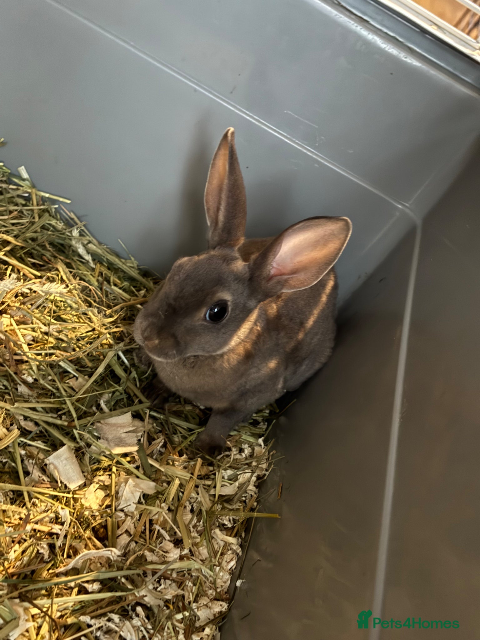 Rex rabbits for sale: Gorgeous velvet Rex babies - Advert 9