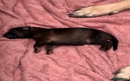 German Shepherd dogs for sale: German Shepherd puppies - Advert 8