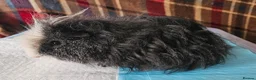 Guinea Pig rodents for sale: Beautiful funky boar - Advert 4