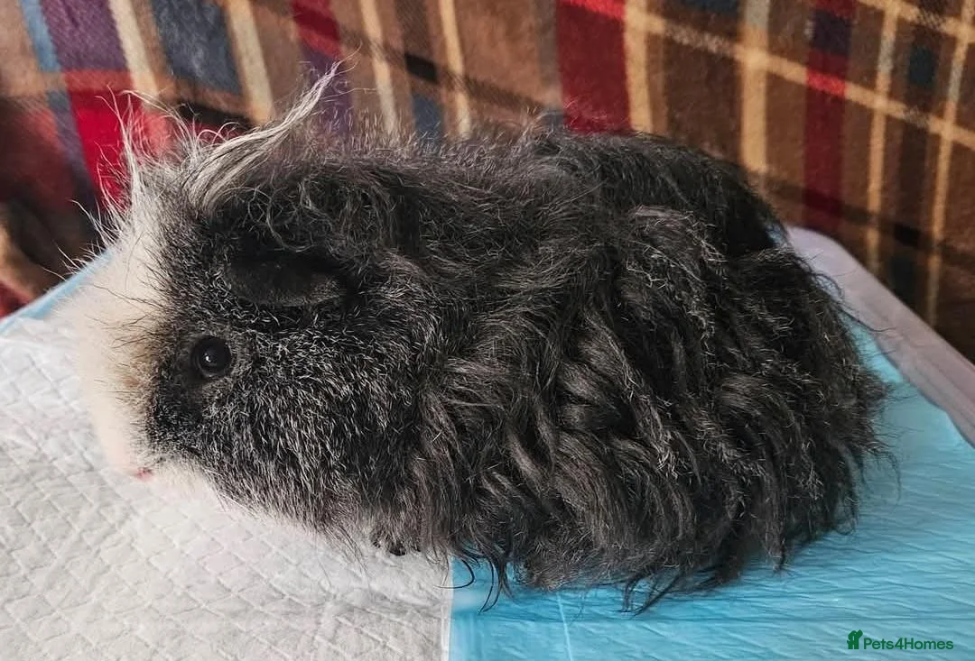 Guinea Pig rodents for sale: Beautiful funky boar - Advert 4