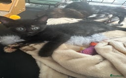 Mixed Breed cats for sale: 4 stunning kittens left  - Image 16