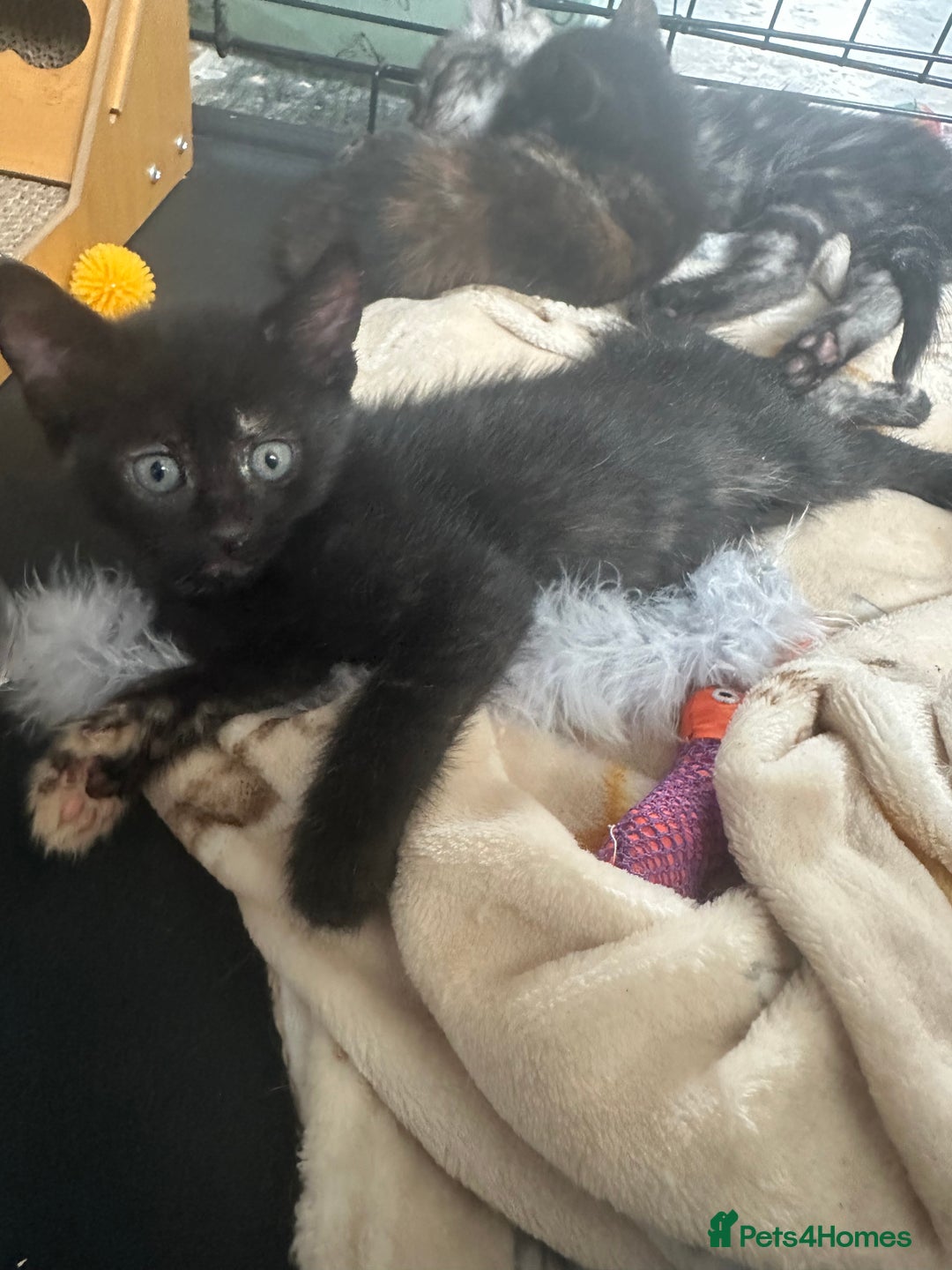 Mixed Breed cats for sale: 4 stunning kittens left  - Image 16
