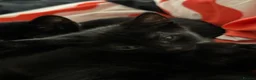 Mixed Breed cats for sale: 3 beautiful black kittens  in Stoke-on-Trent - Advert 9