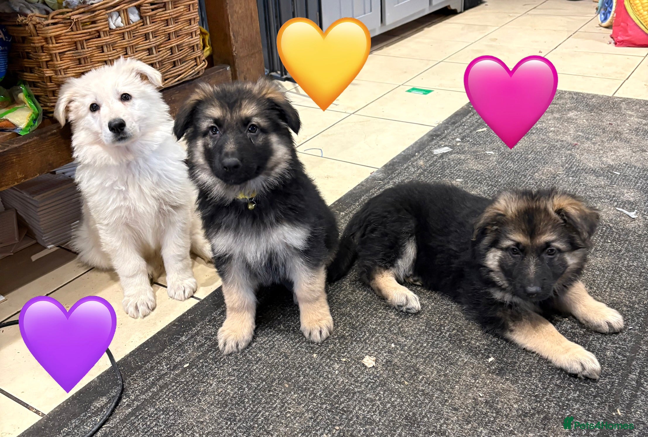German Shepherd dogs KC White &amp; Black&amp;Tan German Shepherd Females!👀🏡 - Advert 13